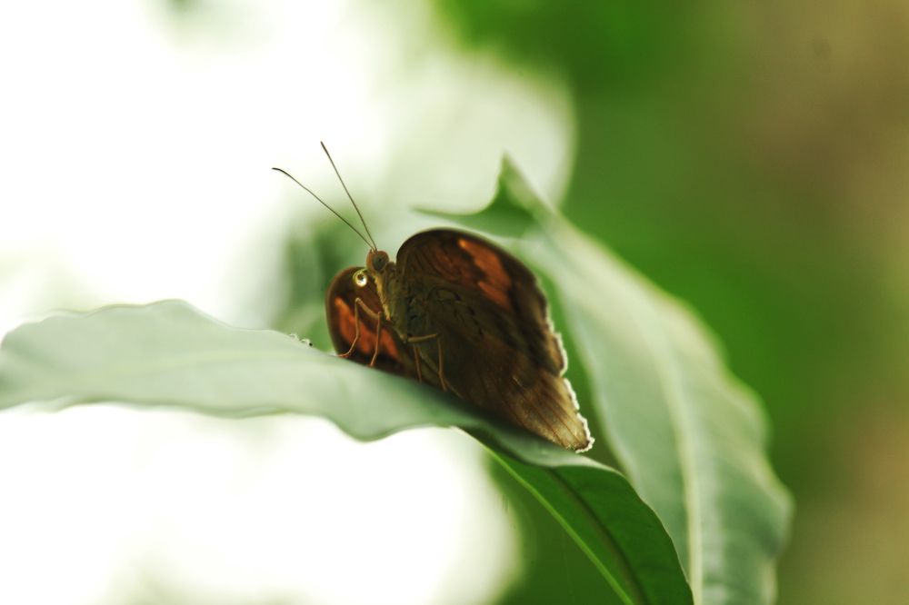 The Beauty of a Butterfly