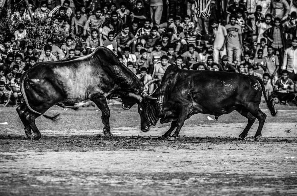 Bull fight - A Tradition Bangladesh
