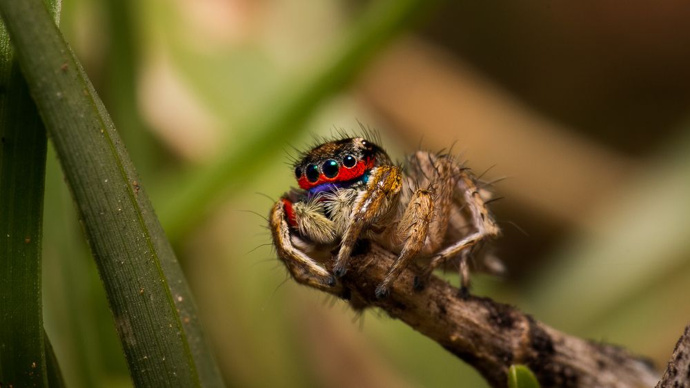 SPIDERMAN HOMECOMING