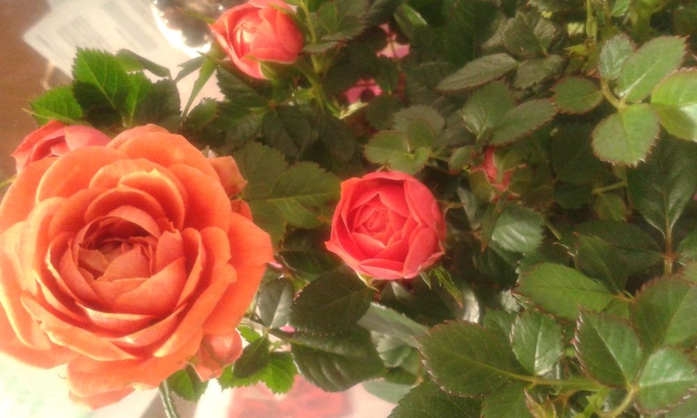 Розы- душевное спокойство