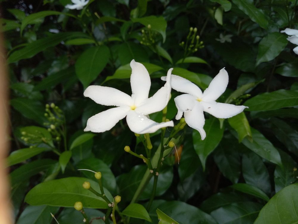 White love