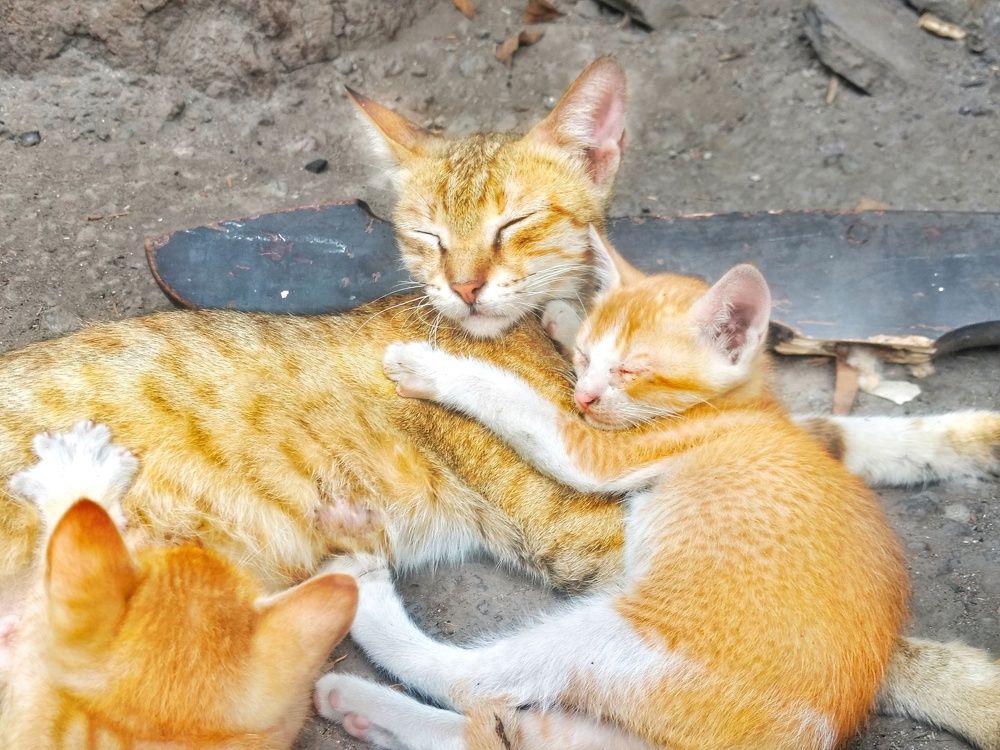 Cat with his mother