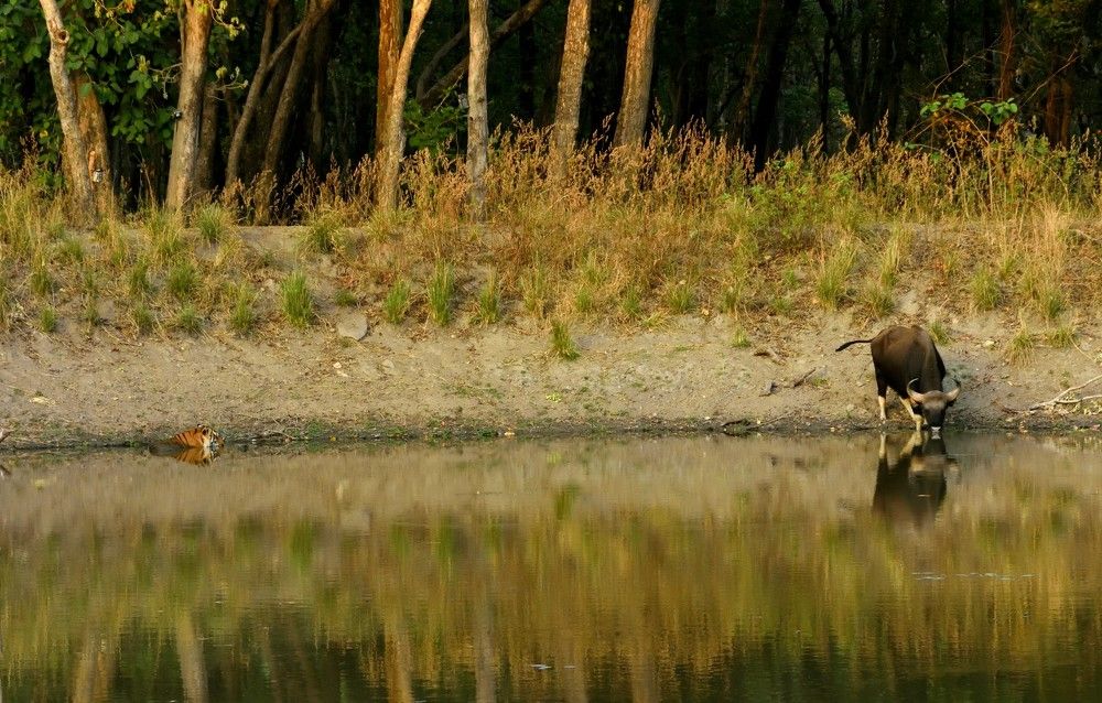 The Tiger and the Gaur.