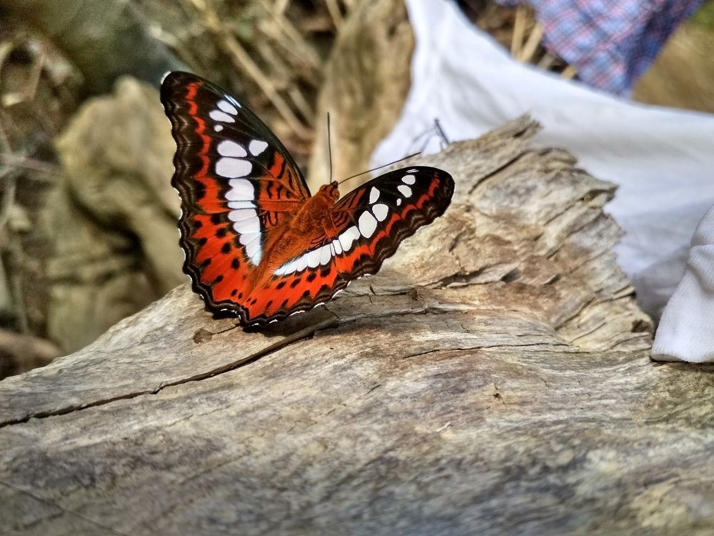 Butterfly with nature