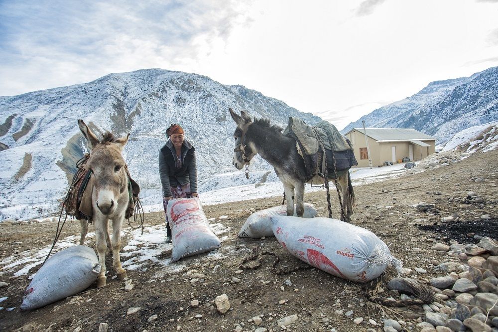 Тяжёлый груз для меня и бедных ослов
