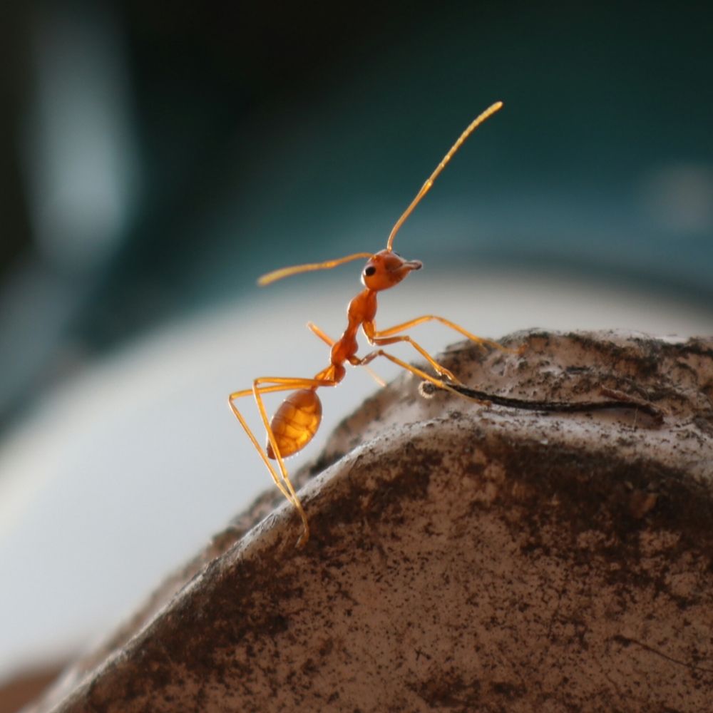 Ant Photography