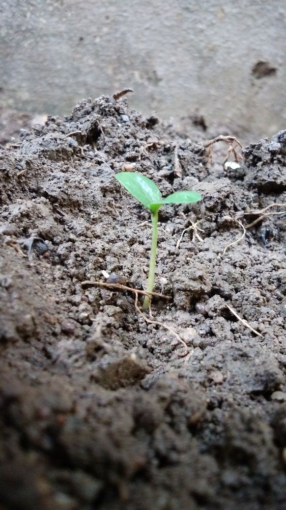 Seedling