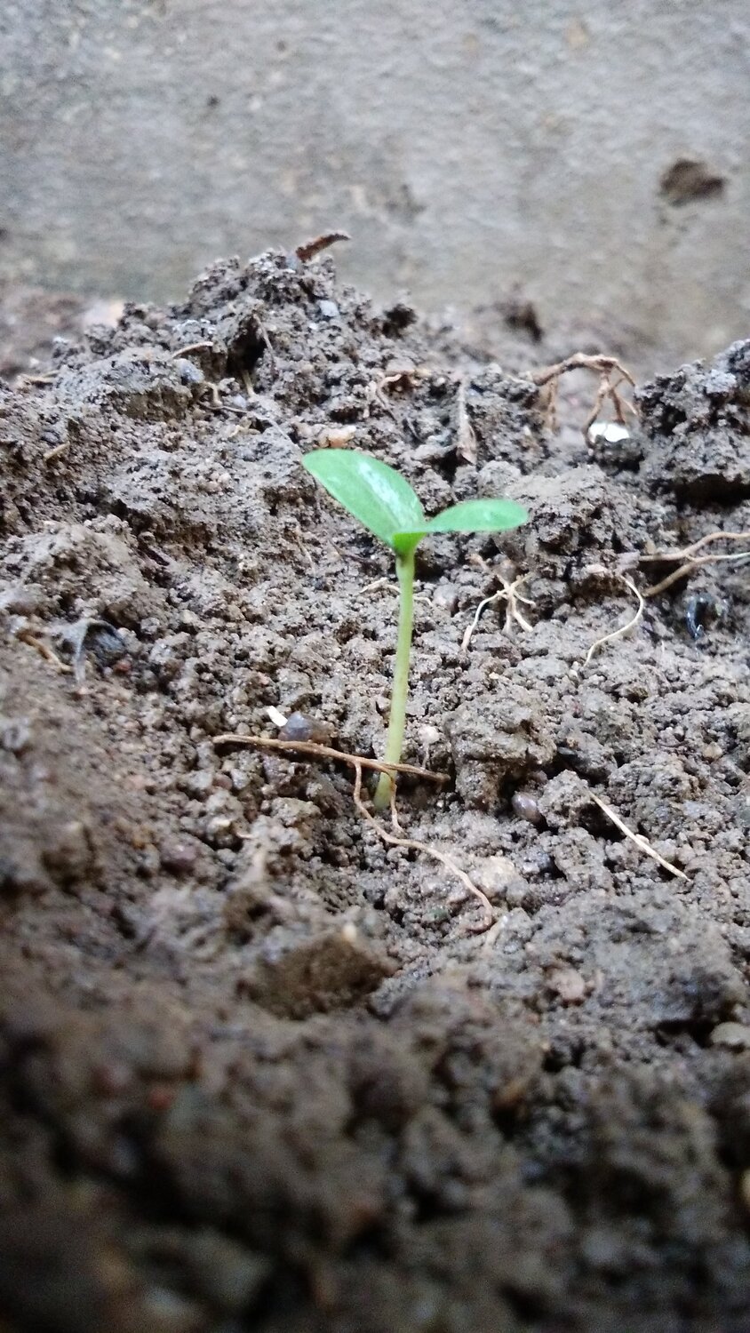 Seedling