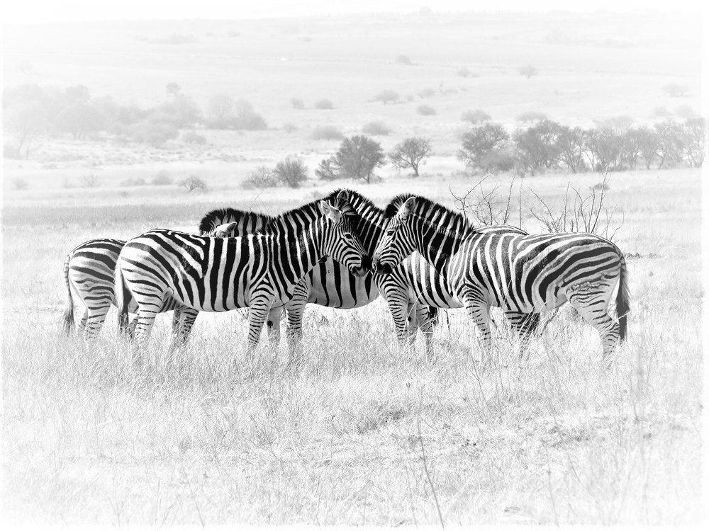 Special Zebra family photo time