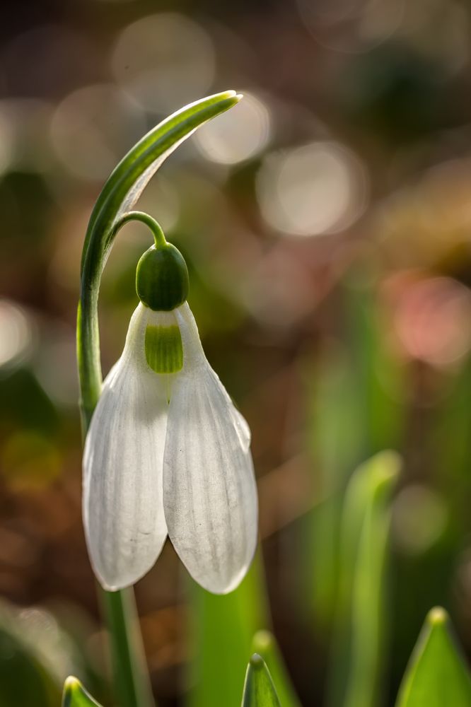 Snowdrop
