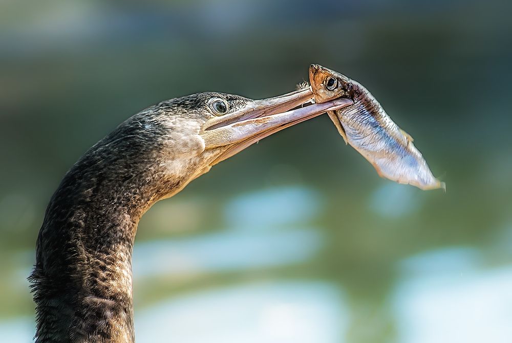 Прощальный вгляд