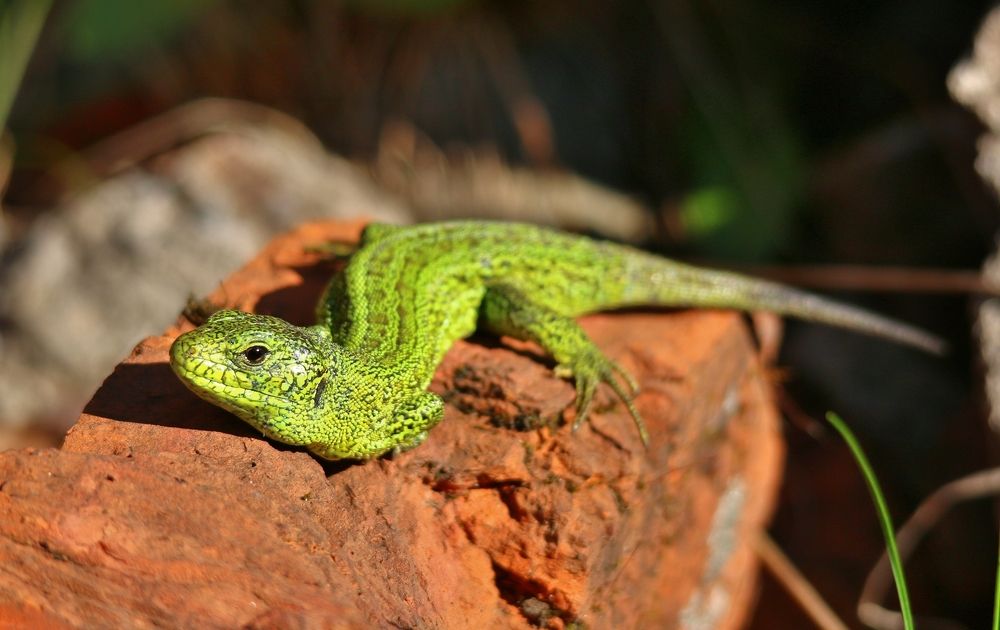 Изумрудный хозяин горы