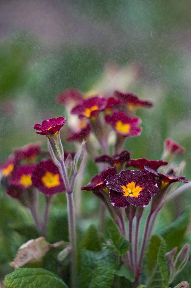 Первые цветы