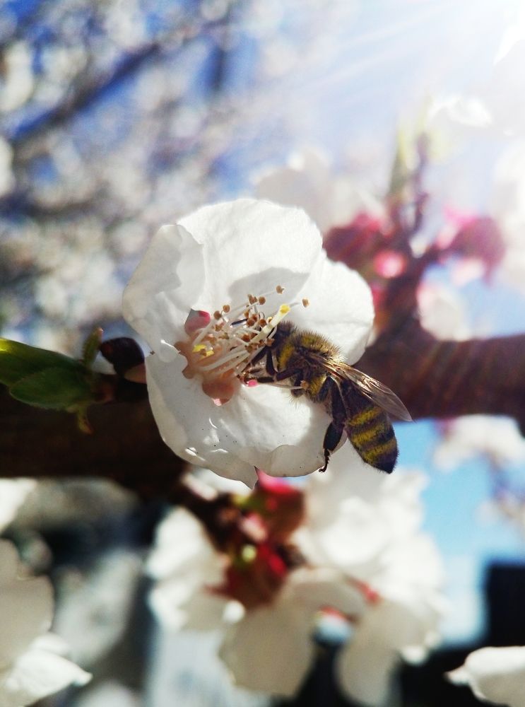 Весеняя пчела