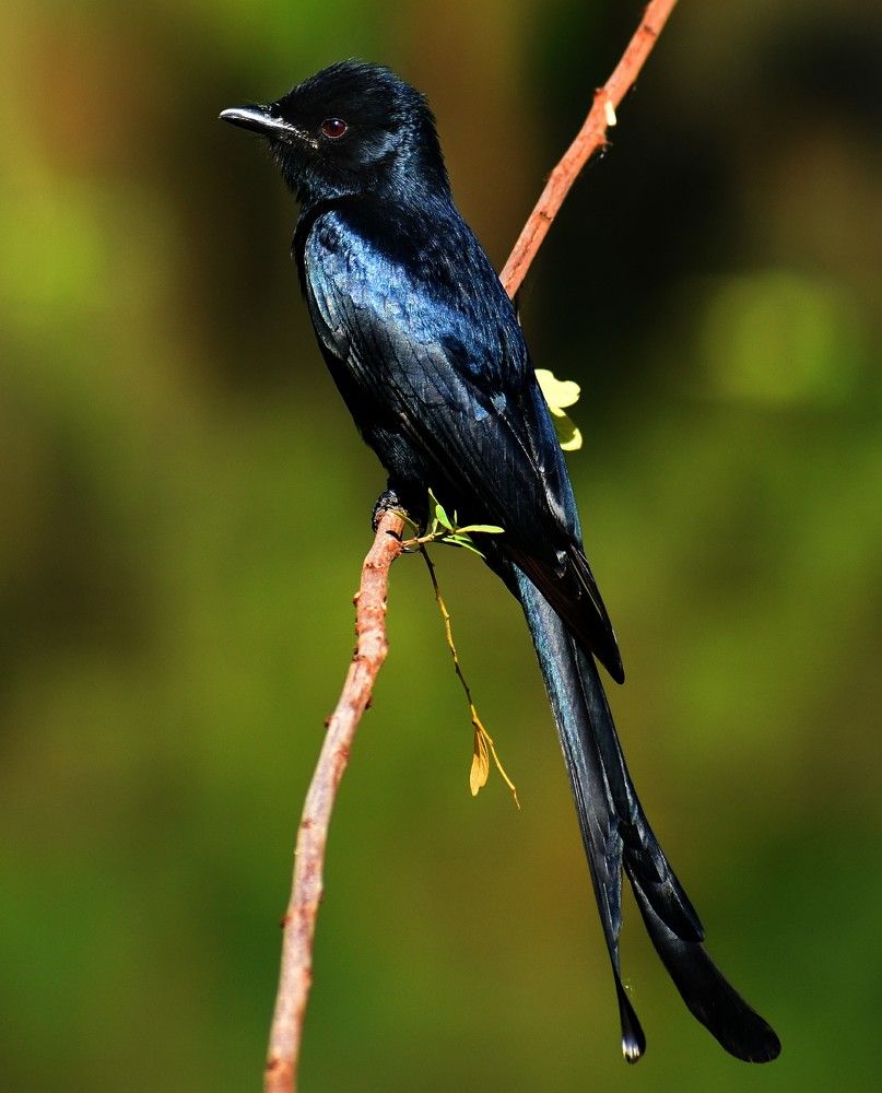 Drongo at the riverbank