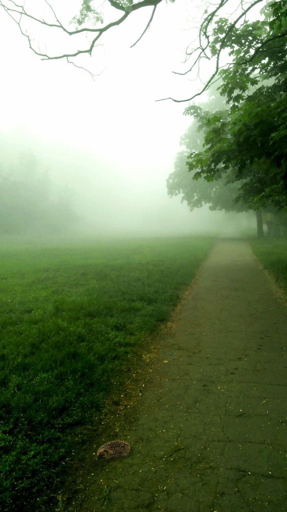 Дорога в тумане.