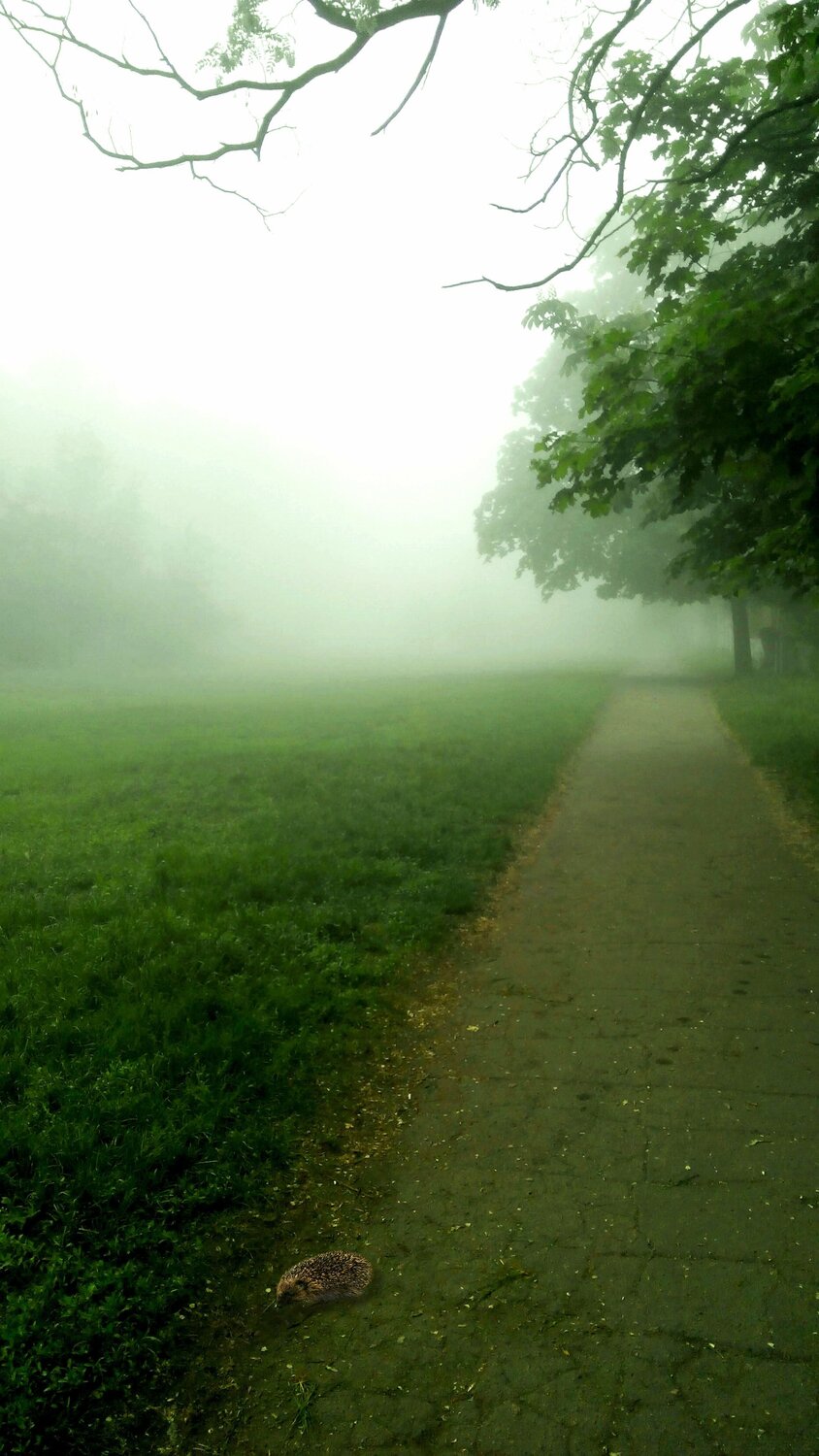 Дорога в тумане.
