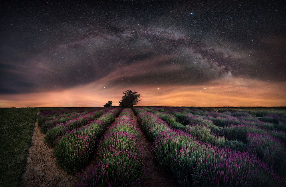 Lavender field