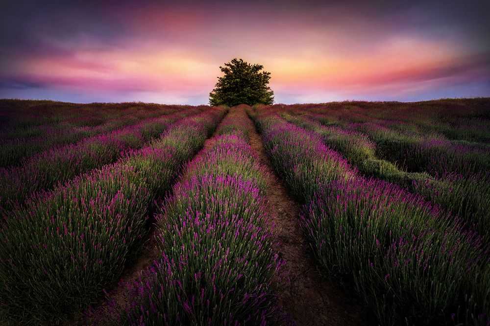 Sunset over lavender field