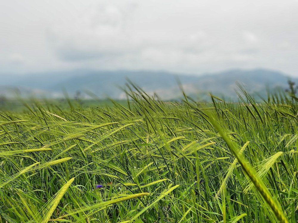 Пшеница и горы.