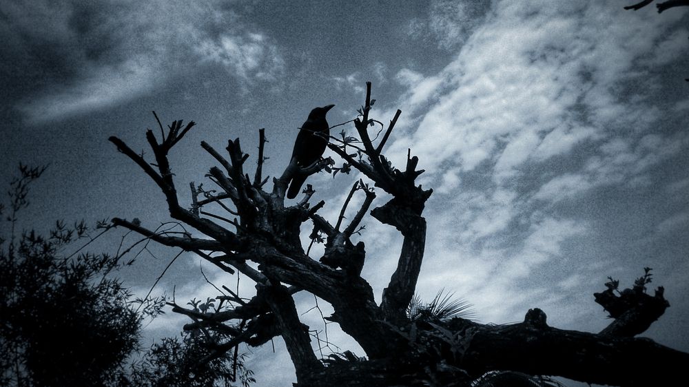 A hungry  Crow