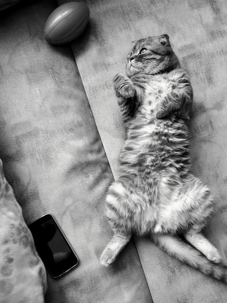 мяч, кот, телефон