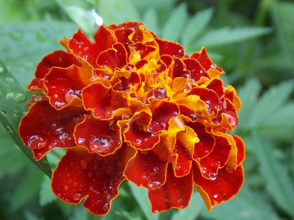 после дождя