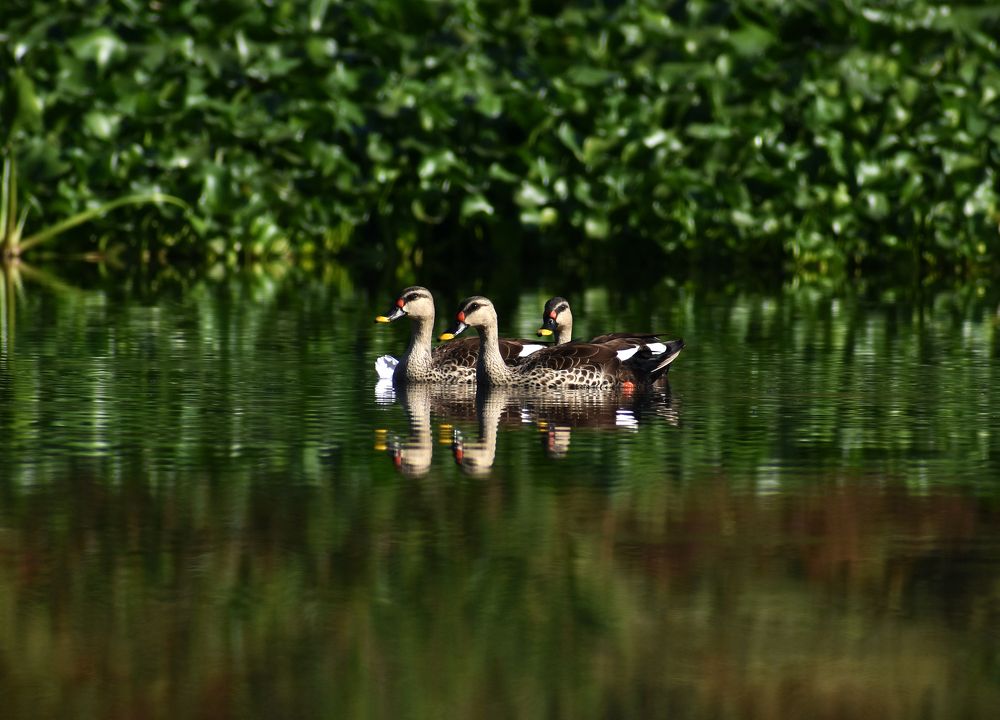 "Spotted" billed ducks