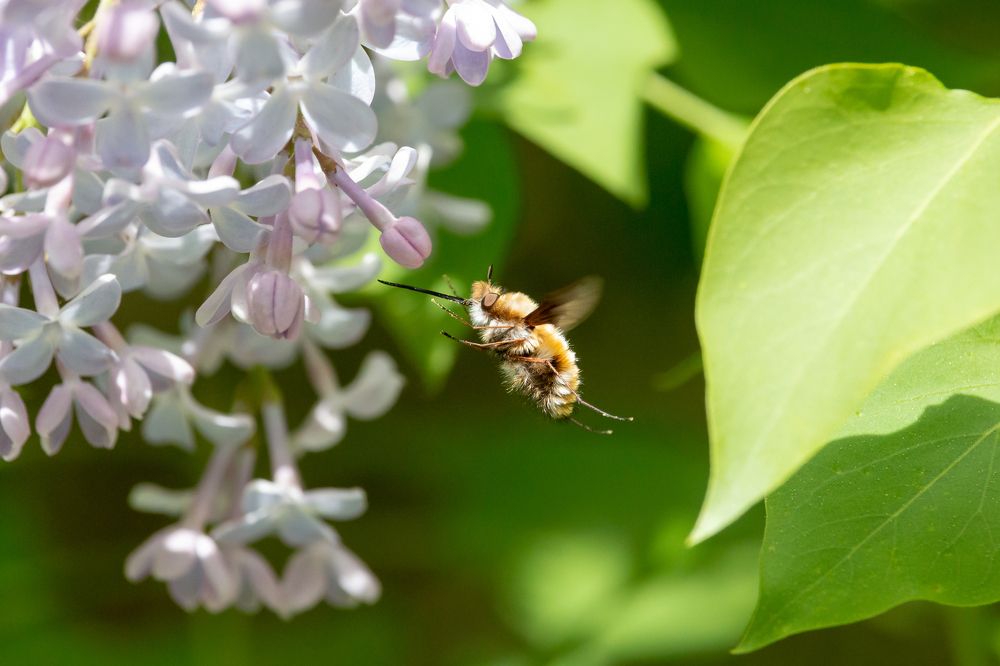 The large bee-fly / Жужжало большое