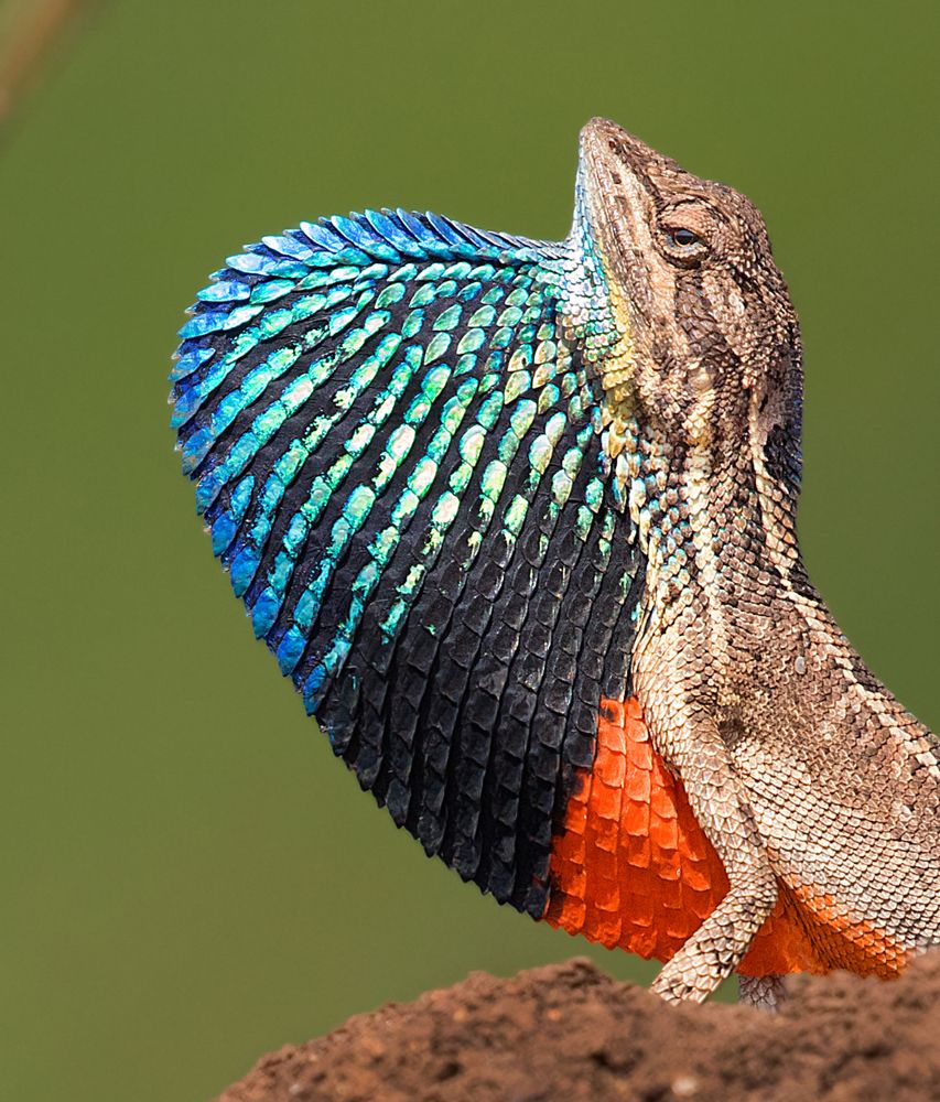 Fan-throated lizard
