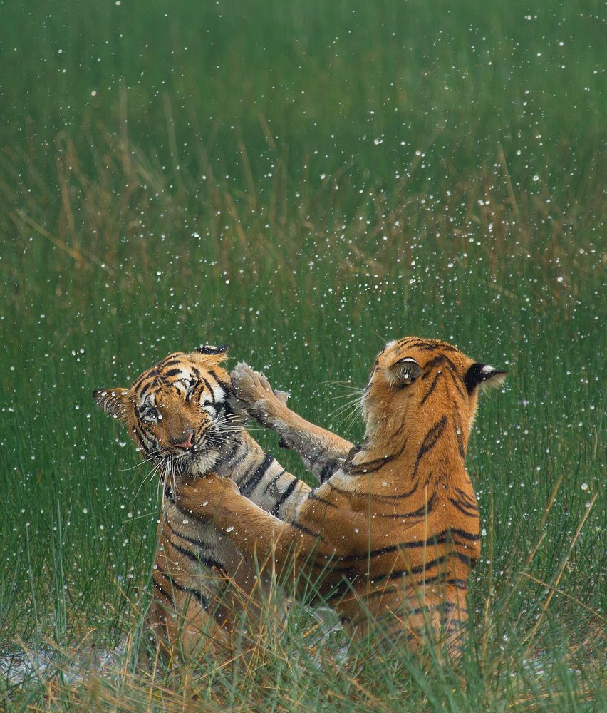 Fight of Tigers