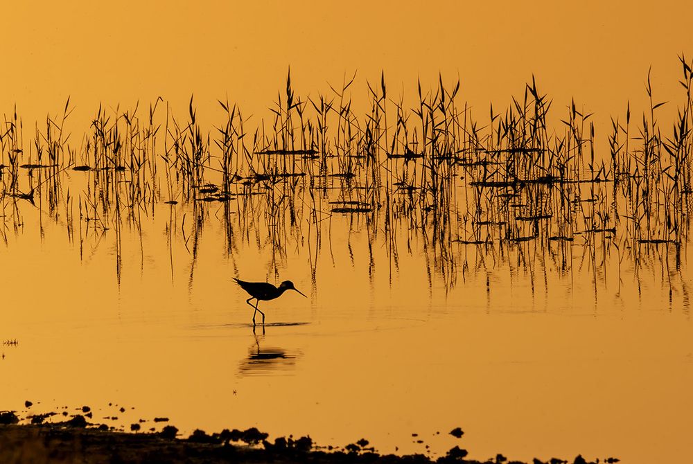 В поисках ужина