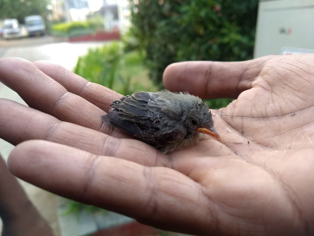 Hope to live and fly higher