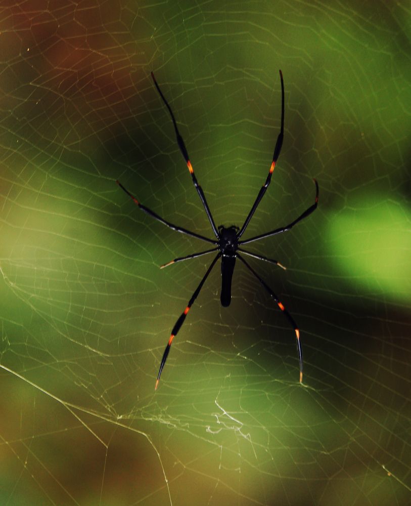 The Spider Web