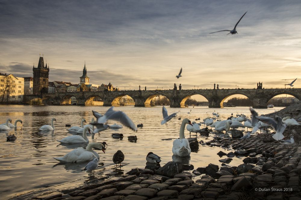 Prague, Charles bridge with swans