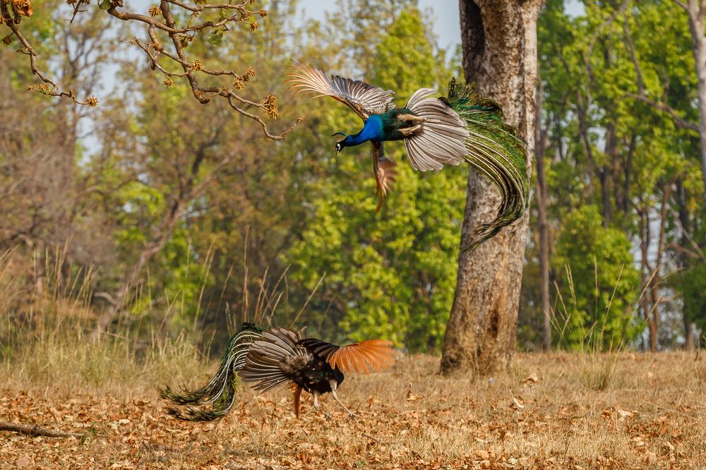 Flamboyant gladiators of India