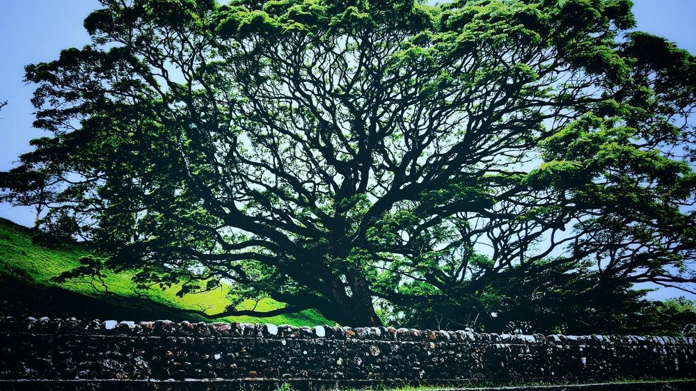 Nature