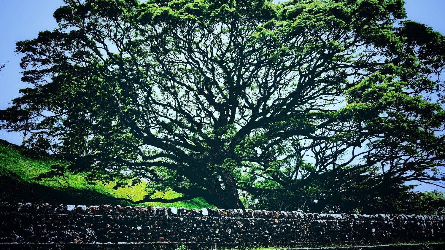 Nature