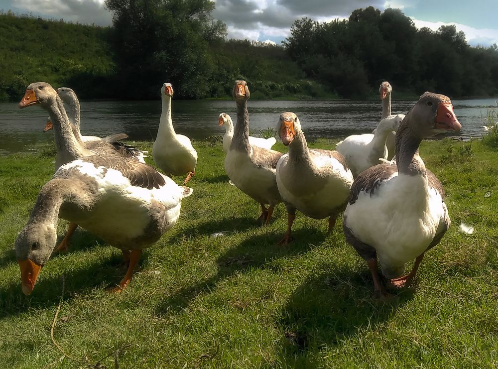 Мечта Паниковского