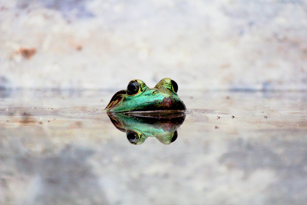 Toad in water