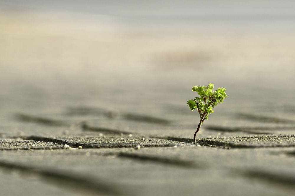 Photograph by Vladimir Barenboym