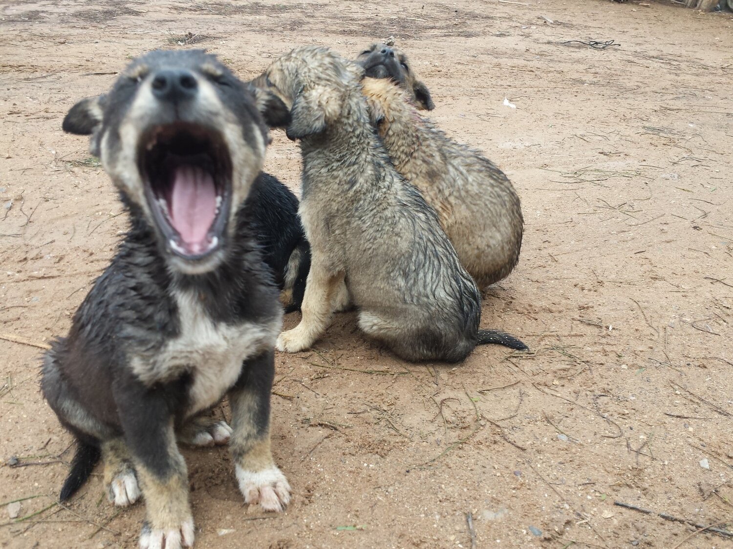 Sleepy Puppy Wakes Up By Rain