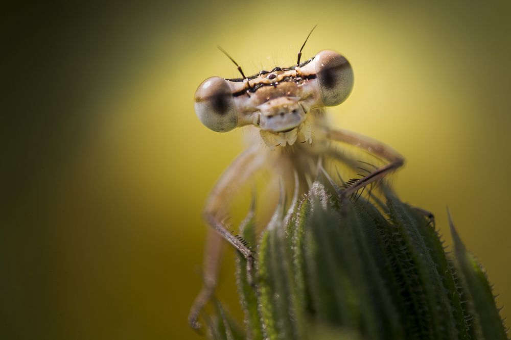 Photograph by Nicolae Fanurie Chirobocea