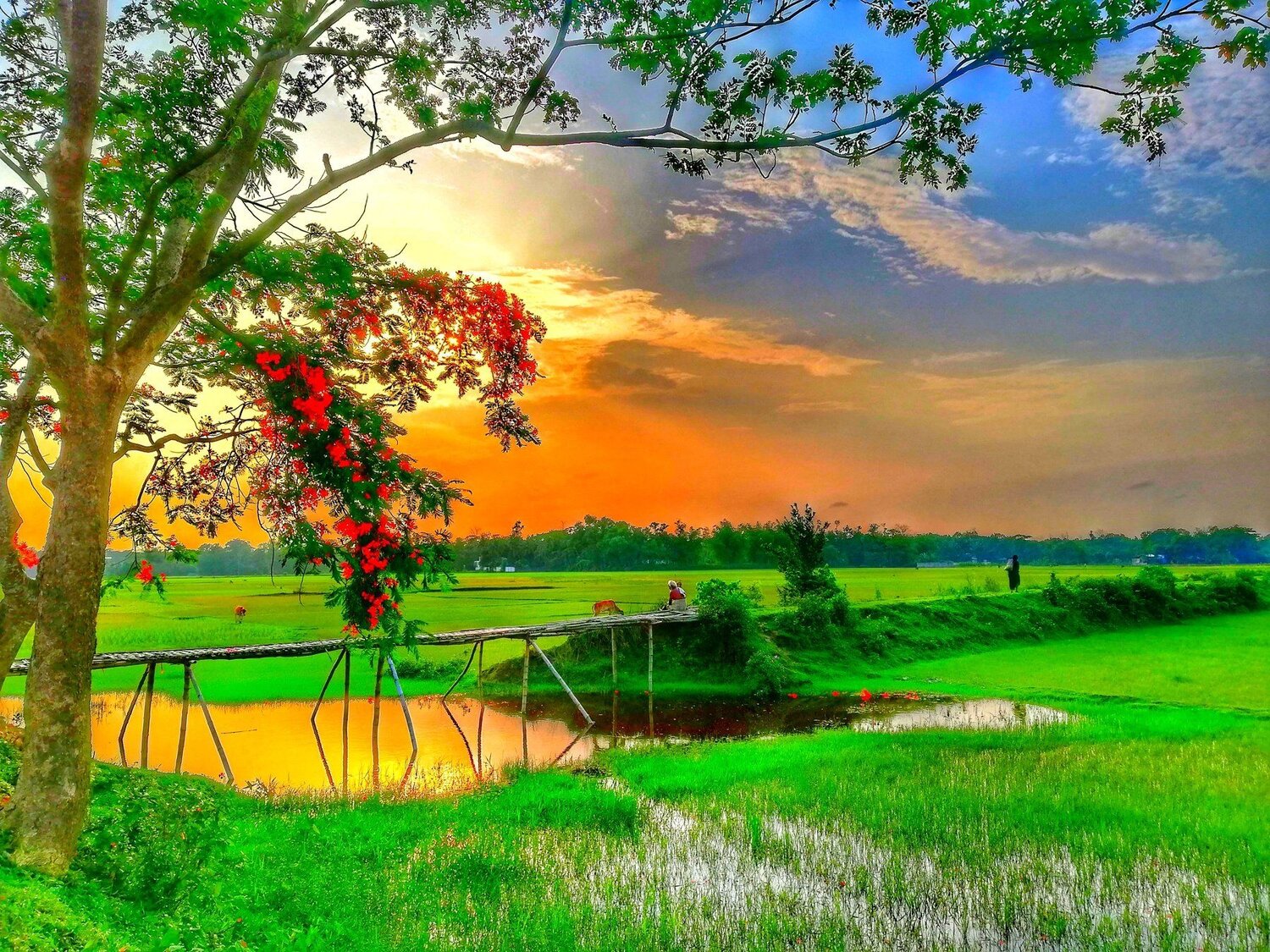 বিকাল