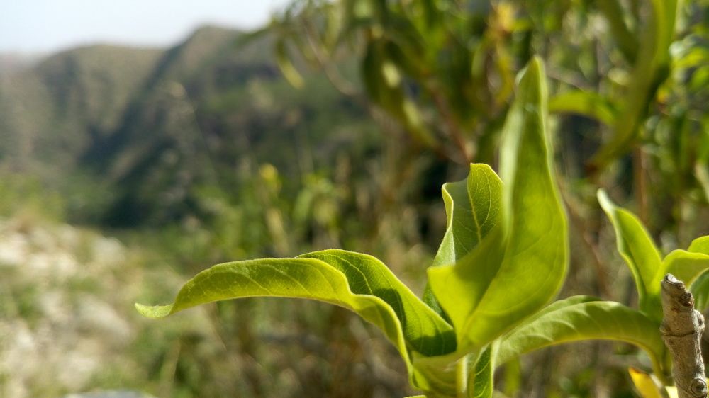 Nature