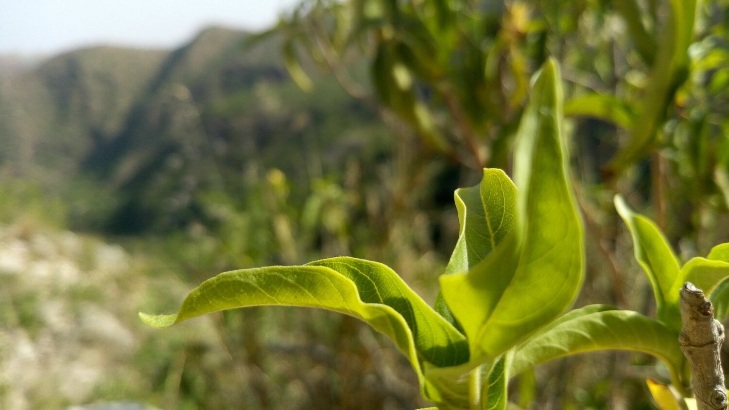 Nature