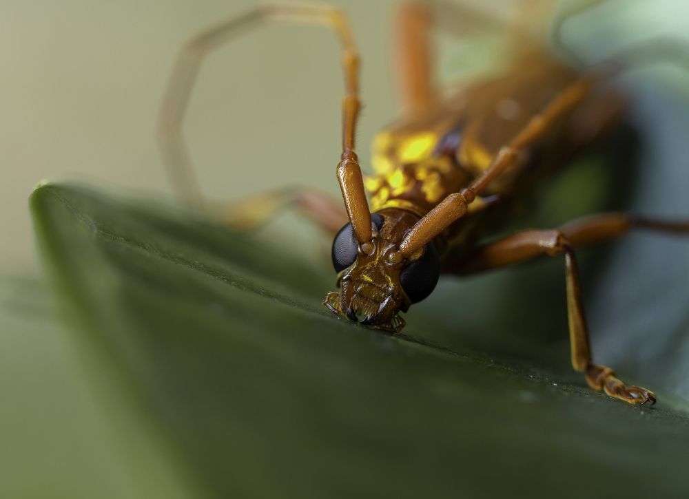 Тропический усач