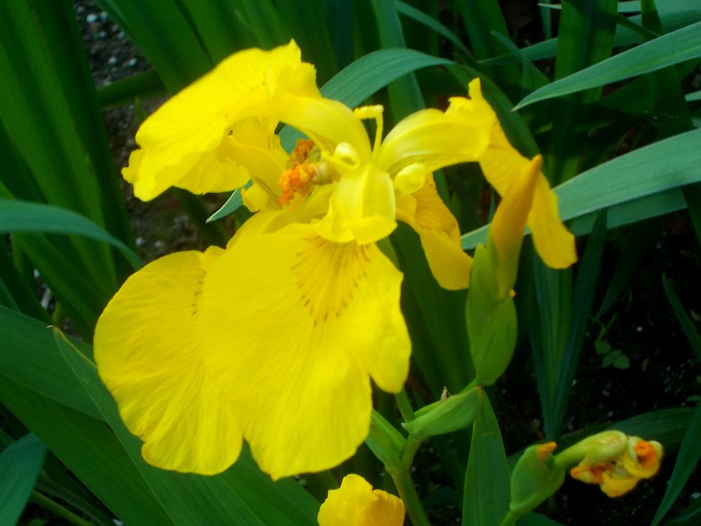 Сложный жёлтый взгляд ириса