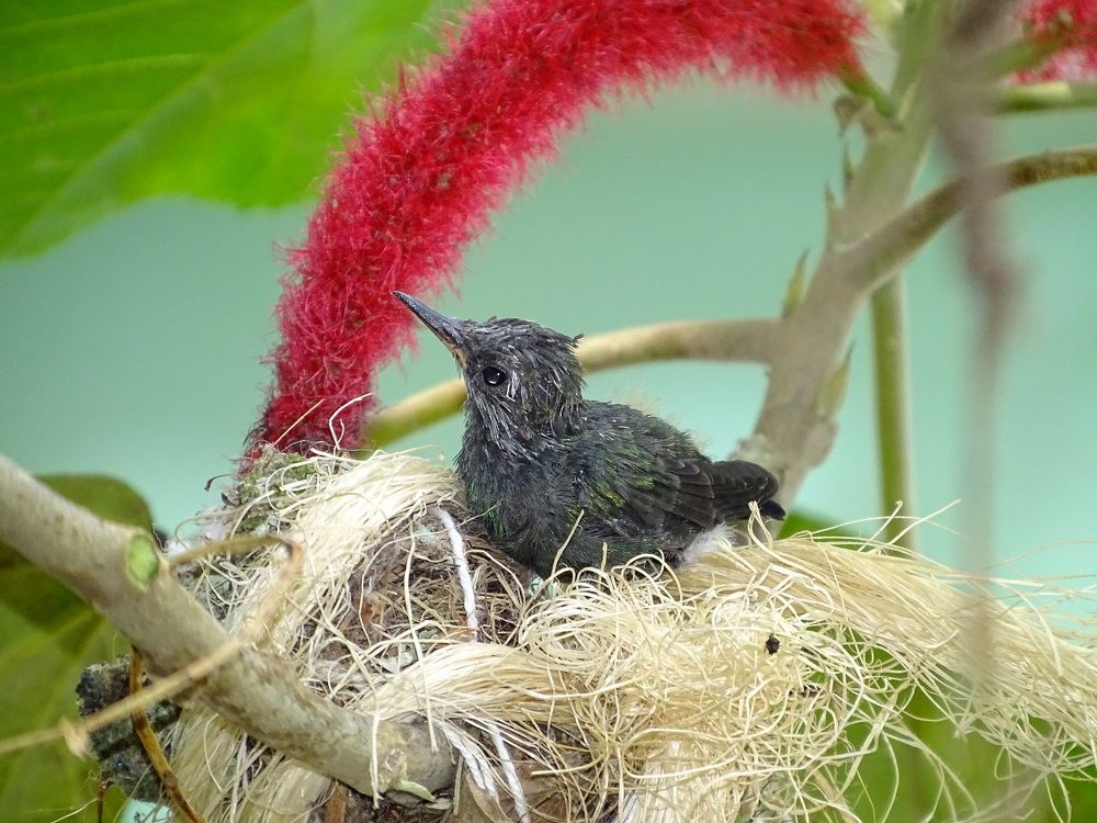 птенец колибри