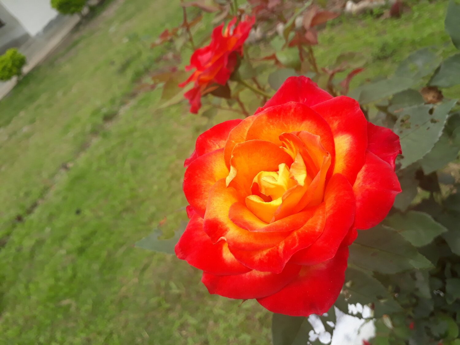 The rose...